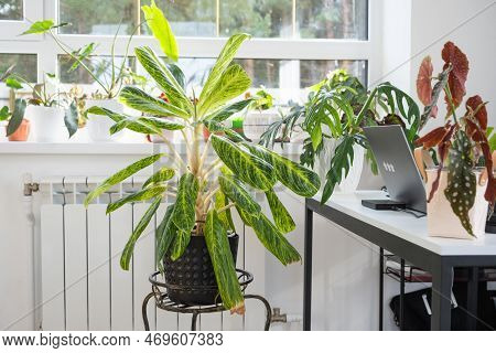Aglaonema Close-up In The Interior On Table. Houseplant Growing And Caring For Indoor Plant, Green H