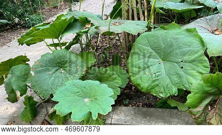 Outdoors Closeup On The Green Large-leaved Indian Rhubarb Or Umbrella Plant, Darmera Peltata
