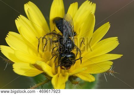 Natural Colorful Closeup On A Black Panurgus Solitary Bee, In A Yellow Flower