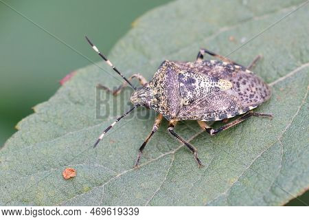 Detailed Natural Closeup On An Adult Mottled Shieldbug, Rhaphigaster Nebulosa Sitting On A Green Lea