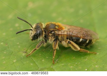 Ddetailed Colorful Closeup Of A Female Short-fringed Mining Bee, Andrena Dorsata On A Green Leaf
