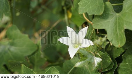 Beautiful White Flowers Of Coccinia Grandis Also Known As Ivy, Little Or Scarlet Gourd, Rashmato Etc