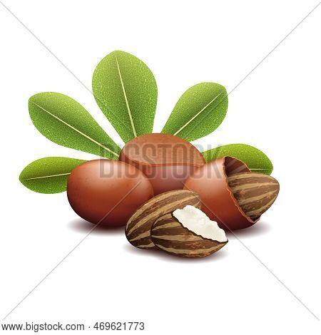 Shea Nuts With Green Leaves Vector Illustration. Brown Shea Nut And Organic Fetus Nuts Shea