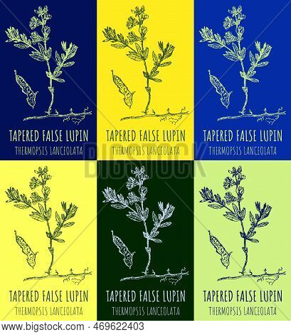 Set Of Drawings Tapered False Lupin In Different Colors. Hand Drawn Illustration. Latin Name Thermop