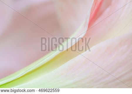 Close-up Macro Soft Focus On Petal Pink Amaryllis Flowers Tropical Forest Plant Blossom Pastel Backg