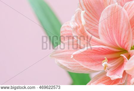 Close-up Macro Soft Focus On Petal Pink Amaryllis Flowers Tropical Forest Plant Blossom Pastel Backg