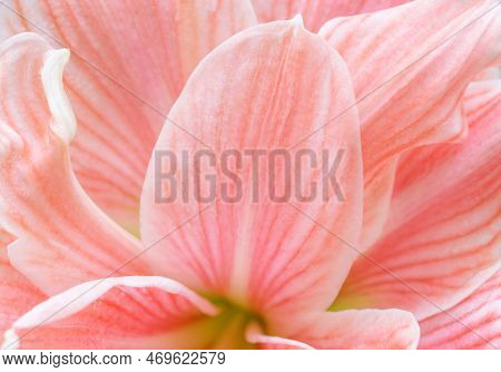 Close-up Macro Soft Focus On Petal Pink Amaryllis Flowers Tropical Forest Plant Blossom Pastel Backg
