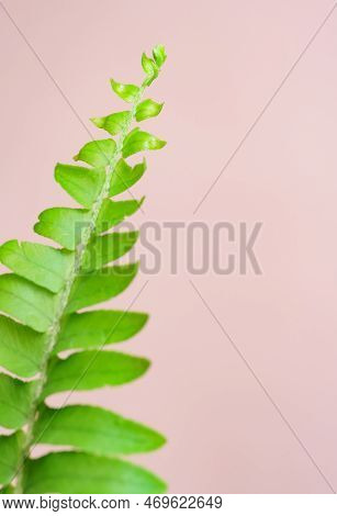 Close-up Macro Bright Green Leaves Fern Texture Tropical Forest Plant In Pink Background.biology Lea