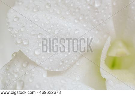 Close-up Macro Soft Focus Water Drop On Petal White Orchid Flowers Tropical Forest Plant Blossom Bac