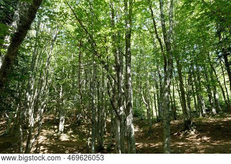 Beech Forest Landscape In Abetone Mountains In Summer . Tuscany, Italy