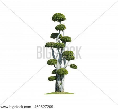 Beautiful Big Decorative Streblus Asper Bonsai Tree On Isolated White Background With Clipping Path