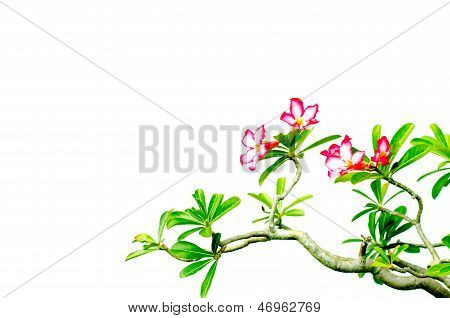 Adenium çiçekler