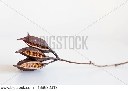 Cluster Of Seeds Heterophyllous Brachychiton Populneus Eat Isolated On White Background