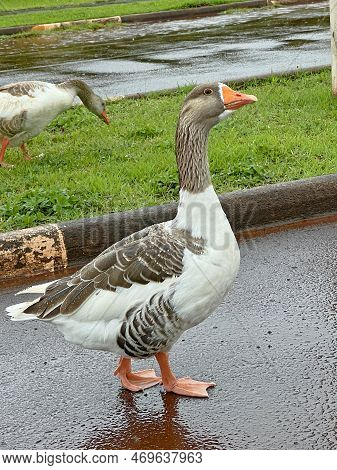 Domesticated Goose Water Bird With Beautiful Plumage