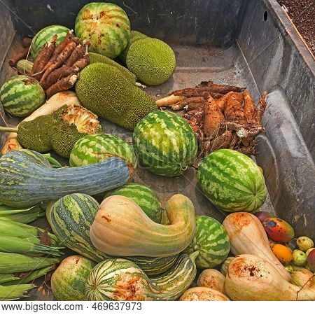 Harvest Of Fruits And Vegetables Like Watermelon, Zucchini, Mango, Ripe And Fresh