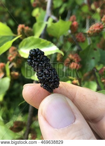 Delicious Sweet And Juicy Wild Blackberry Mature