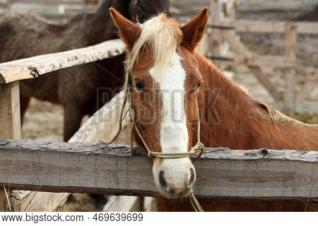 Adorable Chestnut Horse In Outdoor Stable. Lovely Domesticated Pet
