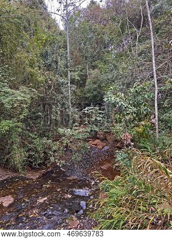 River In The Green Forest With Rocks