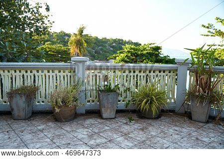 Unmaintained Concrete Pots With Plants On The Outdoor Terrace.