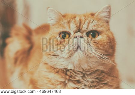 Portrait Of A Charming Red Cat Of The Exotic Breed In Vintage Style. Indoors. Horizontal Format. Clo