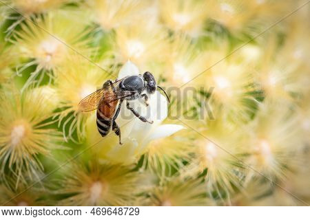 Image Of Little Bee Or Dwarf Bee(apis Florea) On White Flower Collects Nectar. Insect. Animal.