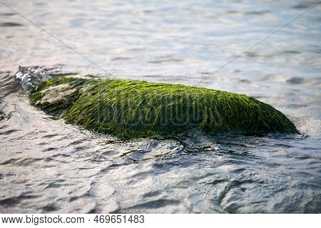 Sea Green Algae On Stone In Water. Wet Seaweed Covered Stone, Blue Sea Water Around. Green Seagrass 