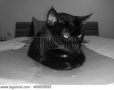 Chomutov, Czechia - August 09, 2022 - Black Cat Violka On Box
