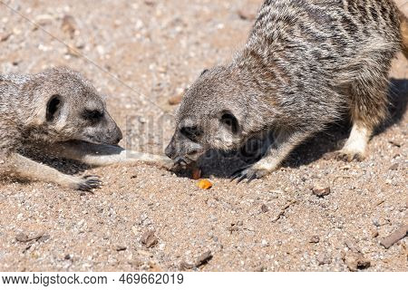Portrait Of A Meerkat (suricata Suricatta) Watching Another Meerkat Eating A Piece Of Food