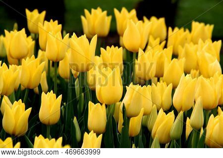 Bright Yellow Tulips Close Up In Goztepe Park During The Tulip Festival In Istanbul