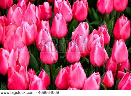Bright Pink Tulips Close Up At Goztepe Park During The Tulip Festival In Istanbul, Turkey