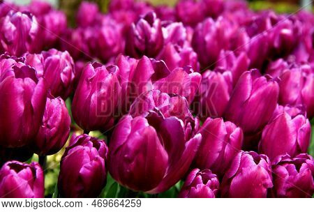 Bright Purple Tulips Close Up At Goztepe Park During The Tulip Festival In Istanbul, Turkey
