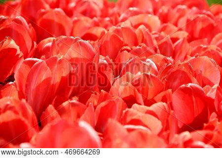 Thousands Of Bright Red Tulips Close Up At Goztepe Park During The Tulip Festival In Istanbul