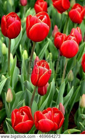 Bright Red With Yellow Tulips Close Up In Goztepe Park During The Tulips Festival In Istanbul, Turke