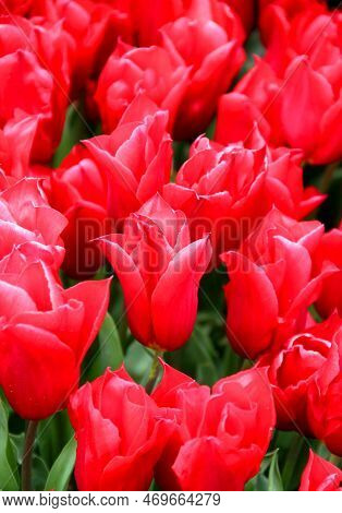 Bright Red Tulips Close Up At Goztepe Park During The Tulip Festival In Istanbul, Turkey