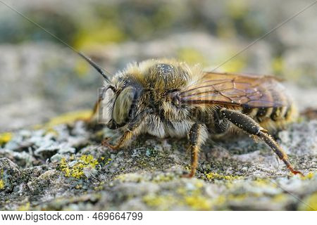 Detailed Closeup Of A Brown Hairy Male Of The Mediterranean Wood-boring Bee, Lithurgus Chrysurus