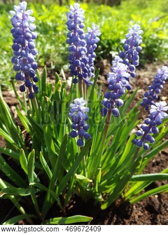 Blooming Muscarinas With Blue Flowers In A Flowerpot Of Spring Flowers.