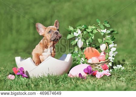 French Bulldog Dog Puppy Sitting In Egg Shell Next To Easter Basket And Colorful Eggs With Spring Fl