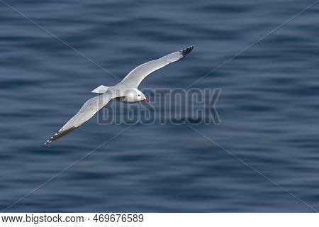 Audouins Gull, Ichthyaetus Audouinii, Clipping On White Background Transparecia, Wild Life Bird In F