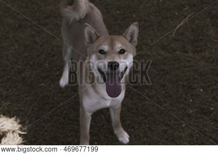 Japanese Dog Shiba Inu Puppy Looking Happily At The Camera