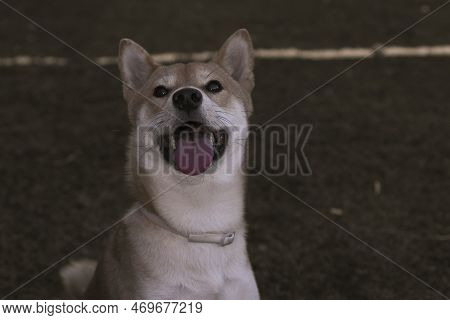 Japanese Dog Shiba Inu Puppy Looking Happily At The Camera