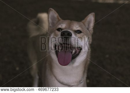 Japanese Dog Shiba Inu Puppy Looking Happily At The Camera