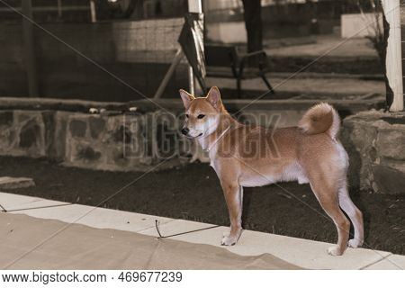 Japanese Dog Shiba Inu Puppy Looking Happily At The Camera