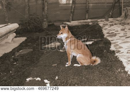 Japanese Dog Shiba Inu Puppy Looking Happily At The Camera