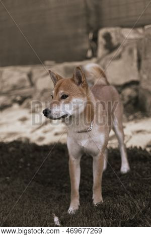 Japanese Dog Shiba Inu Puppy Looking Happily At The Camera