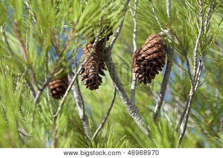 Detail View Of A Umbrella Pine
