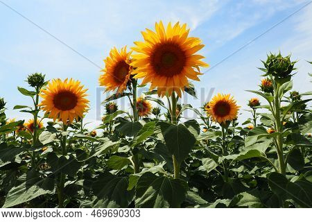 The Helianthus Sunflower Is A Genus Of Plants In The Asteraceae Family. Annual Sunflower And Tuberou