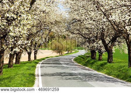 Road And Alley Of Flowering Cherry Trees In Latin Prunus Cerasus With Beautiful Sky. White Colored F