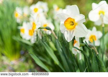Spring Flowers. Close Up Of Narcissus Flowers Blooming In A Garden. Daffodils