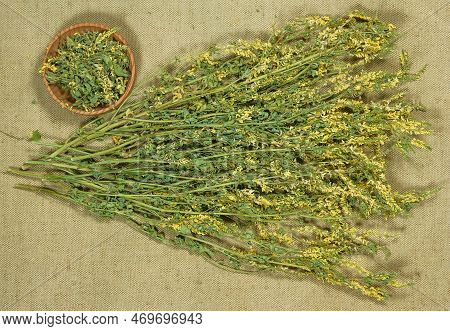 Melilot. Herbs For Use In Alternative Medicine, Phytotherapy, Spa Or Herbal Cosmetics. Preparing Inf