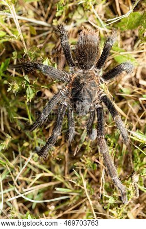 Big Scary Spider, Tarantula Family Hunting At Night. Tarantula (sericopelma Melanotarsum). Curubande